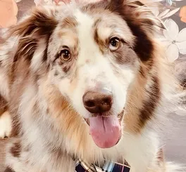 Photoshoot of an Australian Shepherd after grooming at Tali Tails with a vintage theme.
