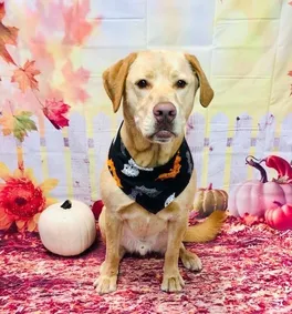 Photoshoot of a lab mix after grooming at Tali Tails with a Thanksgiving theme.