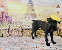 A photo of a customer's dog Echo wearing a yellow beret. In the background, there's an illustrated scenic view of Paris