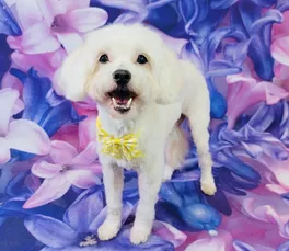 A white dog with a fluffy coat stands in front of a vibrant floral background that features large, stylized blue and pink flowers. The dog looks happy and is wearing a yellow bow tie.