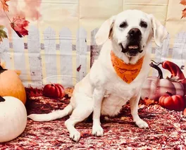 Photo of a happy dog in front of an autumn scene background.