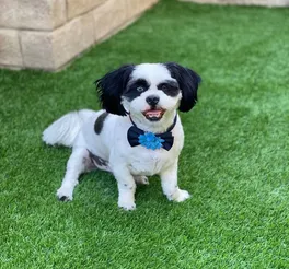 Photo of a happy dog after grooming laying on grass.