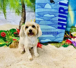 Photo of a happy dog after grooming in front of a summer beach surfing scene and a surfboard.