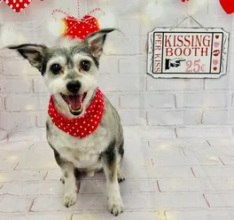 Photoshoot of a Terrier mix after nail clipping, bath and shave, with a Valentine's Day themed backdrop.