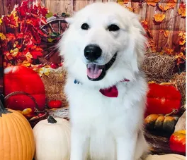 Photoshoot of a large dog after grooming, Thanksgiving theme.