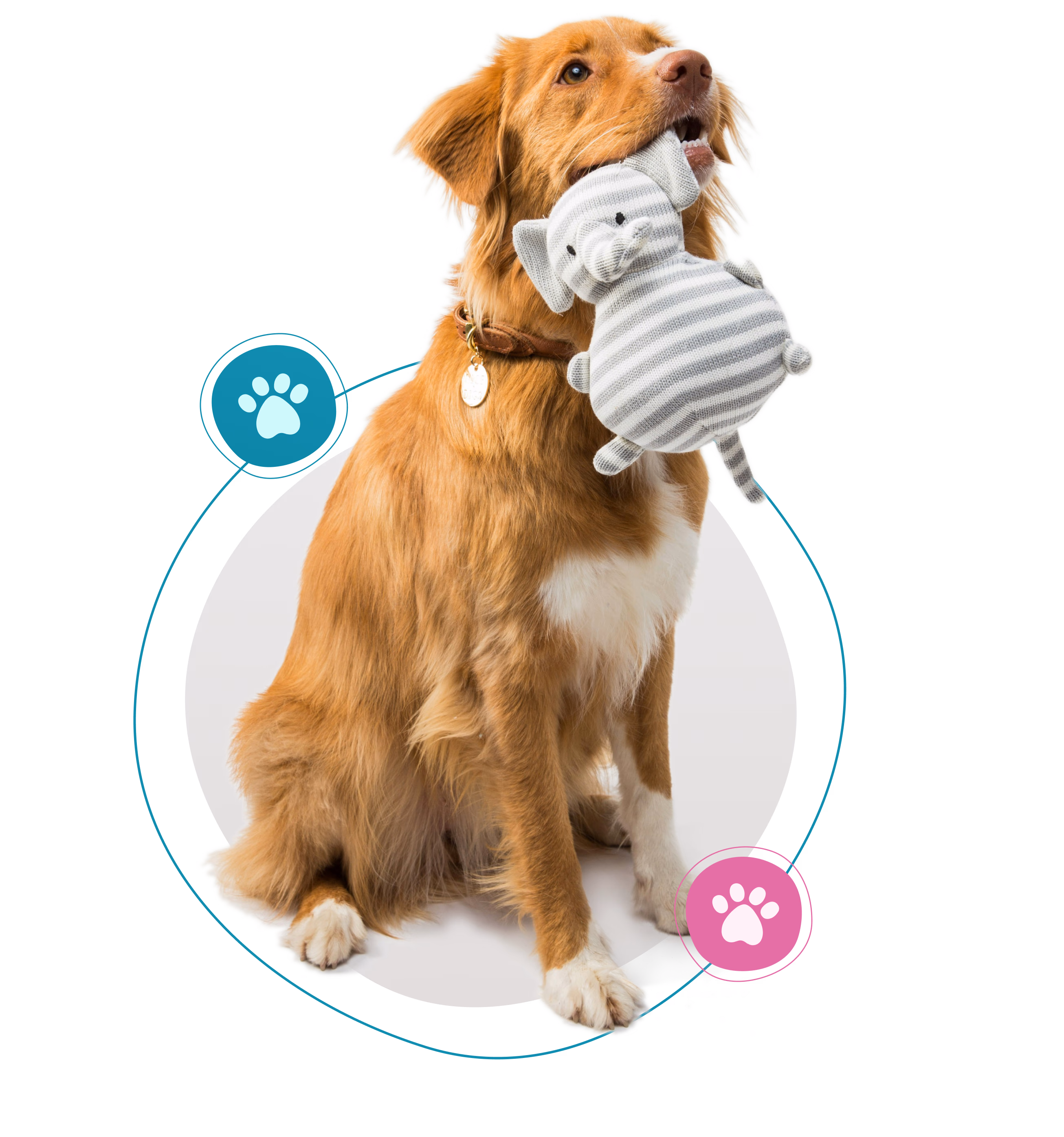 A photo of a sitting dog holding a striped toy elephant by the ear in its mouth