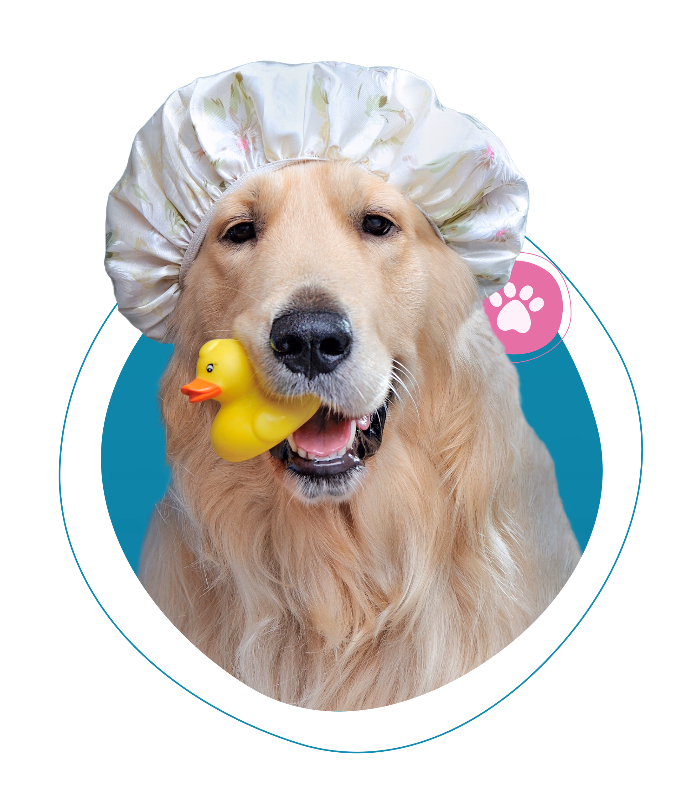 A golden retriever with a shower cap and rubber duck