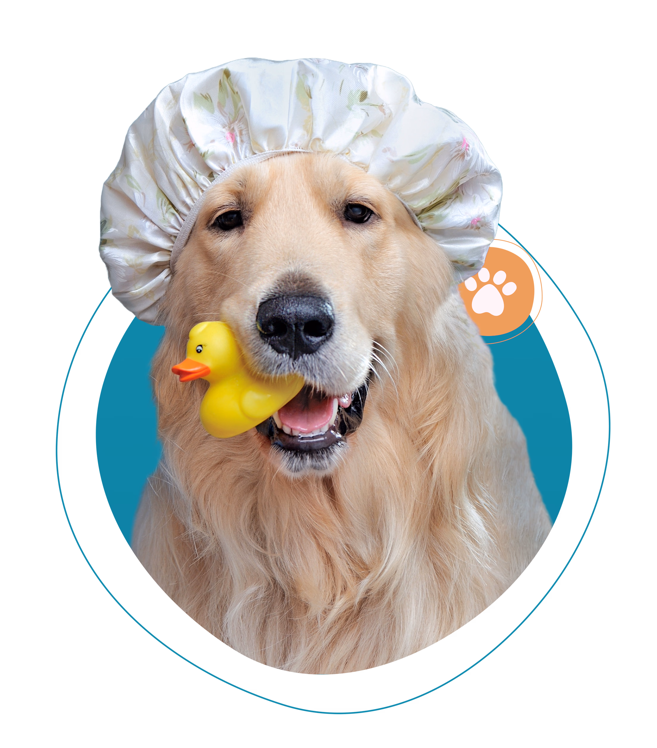A golden retriever with a shower cap and rubber duck