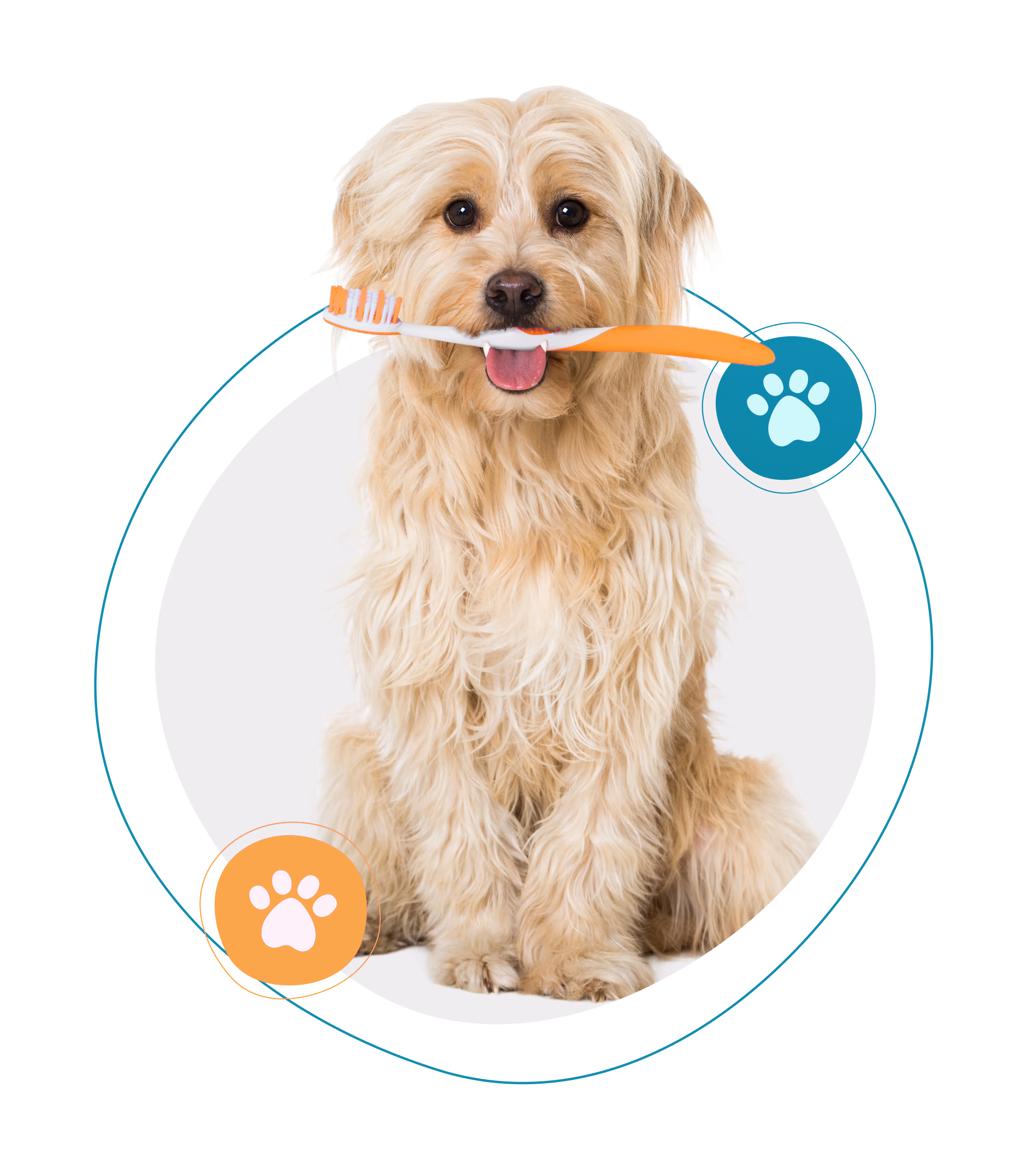 A dog holding a pink toothbrush in its mouth