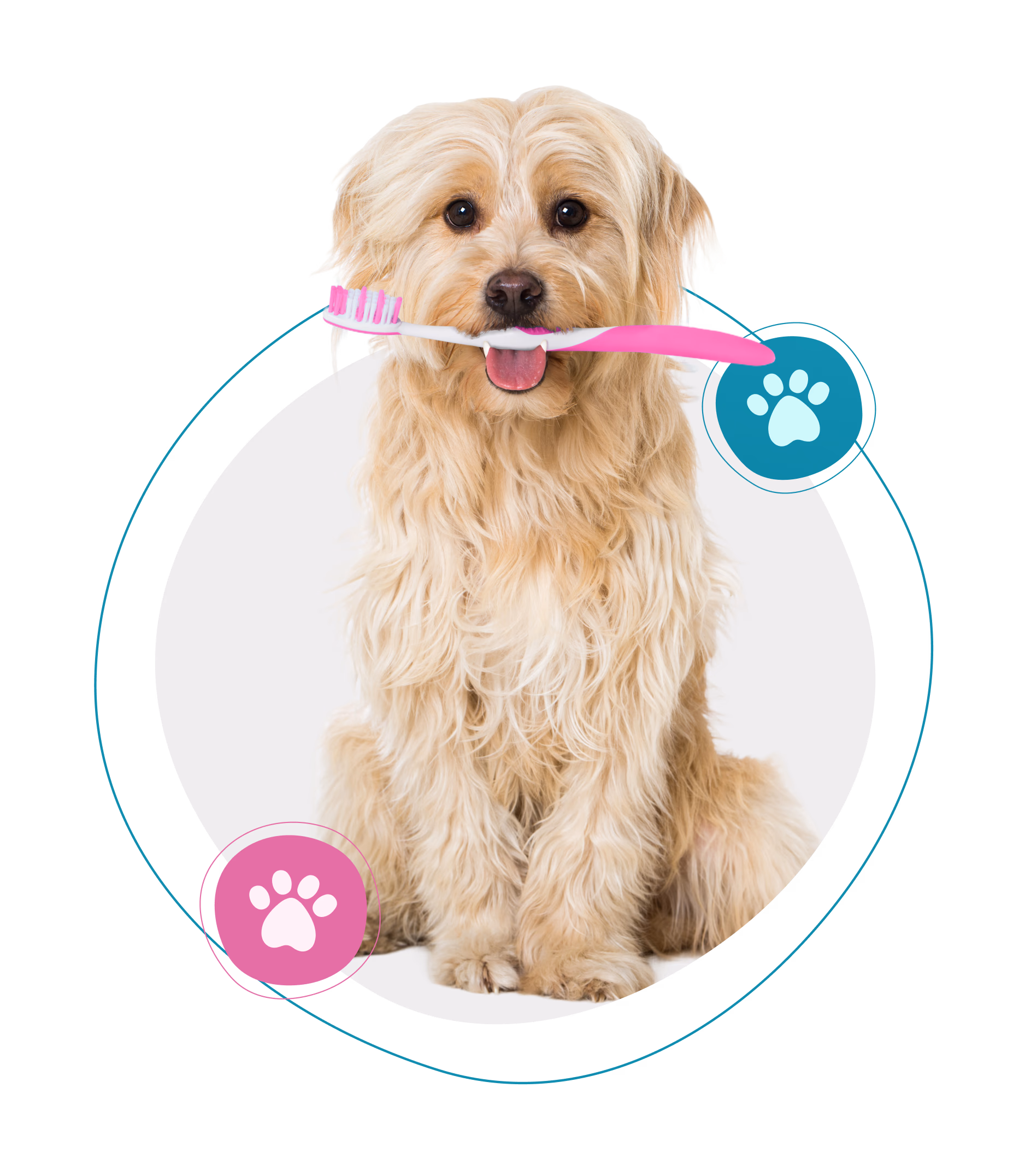 A dog holding a pink toothbrush in its mouth