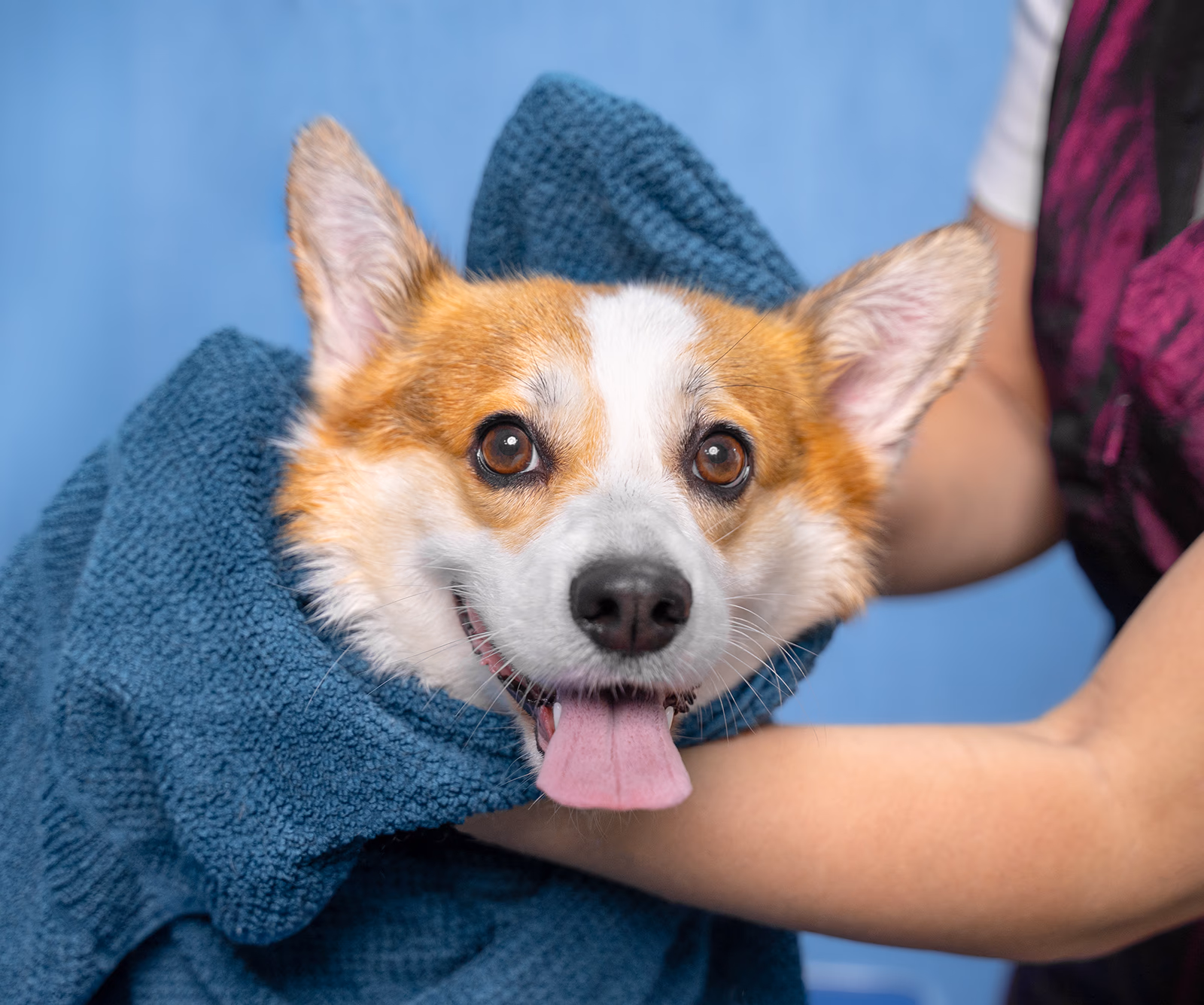 A Pembroke Welsh Corgi being towel dried by a groomer after a bath.