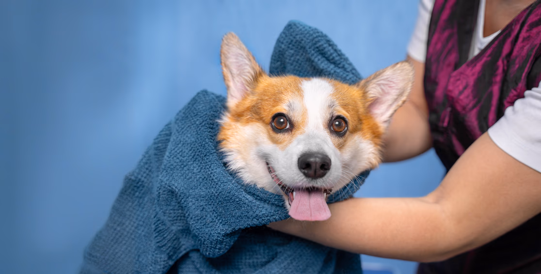 A Pembroke Welsh Corgi being towel dried by a groomer after a bath.
