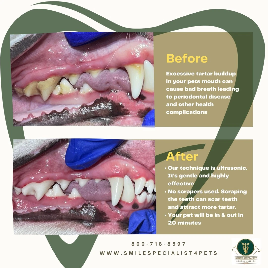 Smile Specialist Dental Clinics