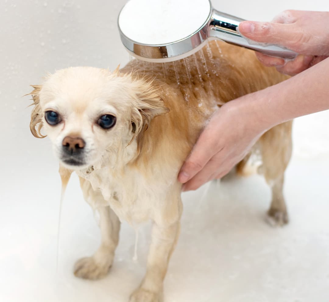A Chihuahua being washed with a shower head