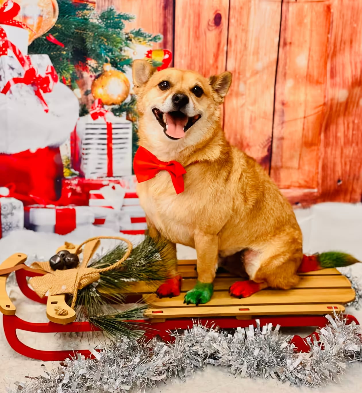 A cheerful Pembroke Welsh Corgi with a red bow tie sits on a sled, in a Christmas theme, after grooming at Tali Tails.