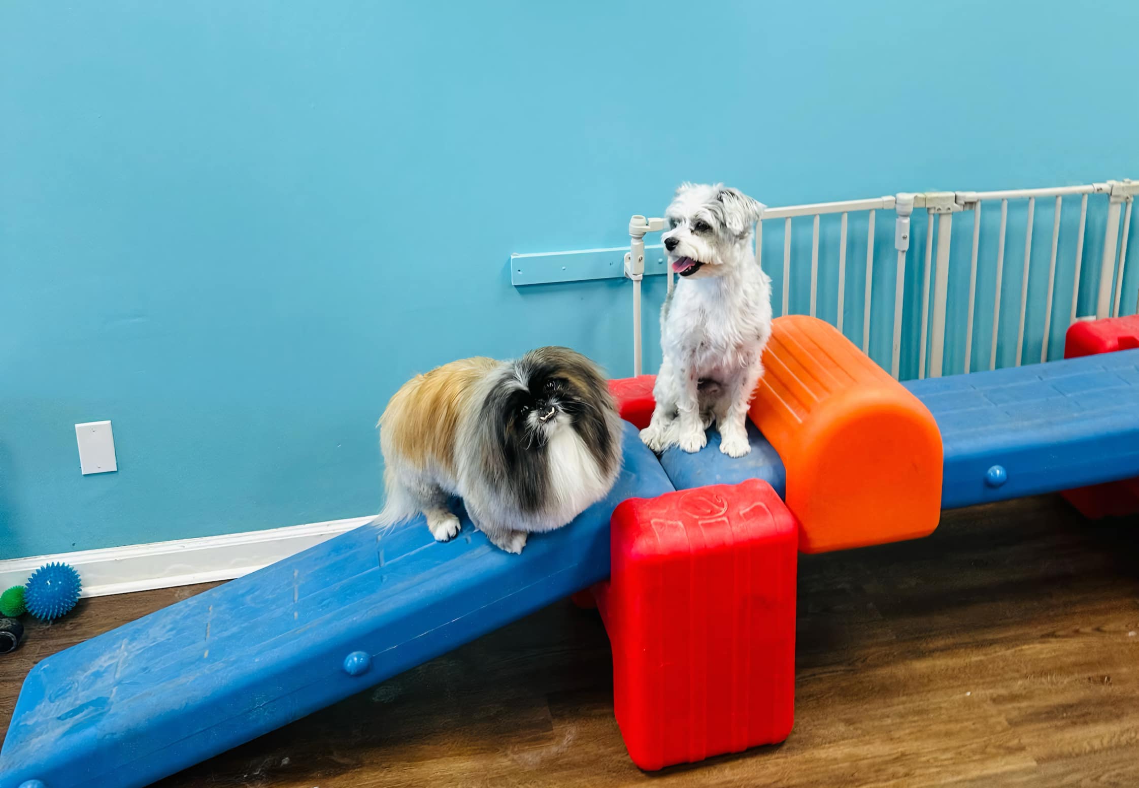 A Pekingese and terrier dog playing on a bright blue ramp at Tali Tails Dog Grooming and Daycare, Canoga Park. They have happy expressions and the environment is colorful. The wall is bright blue. There are some dog toys in the background.