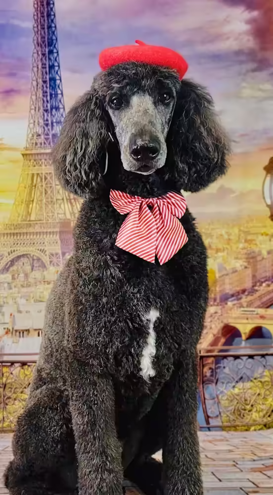 Tali Tails poodle cut