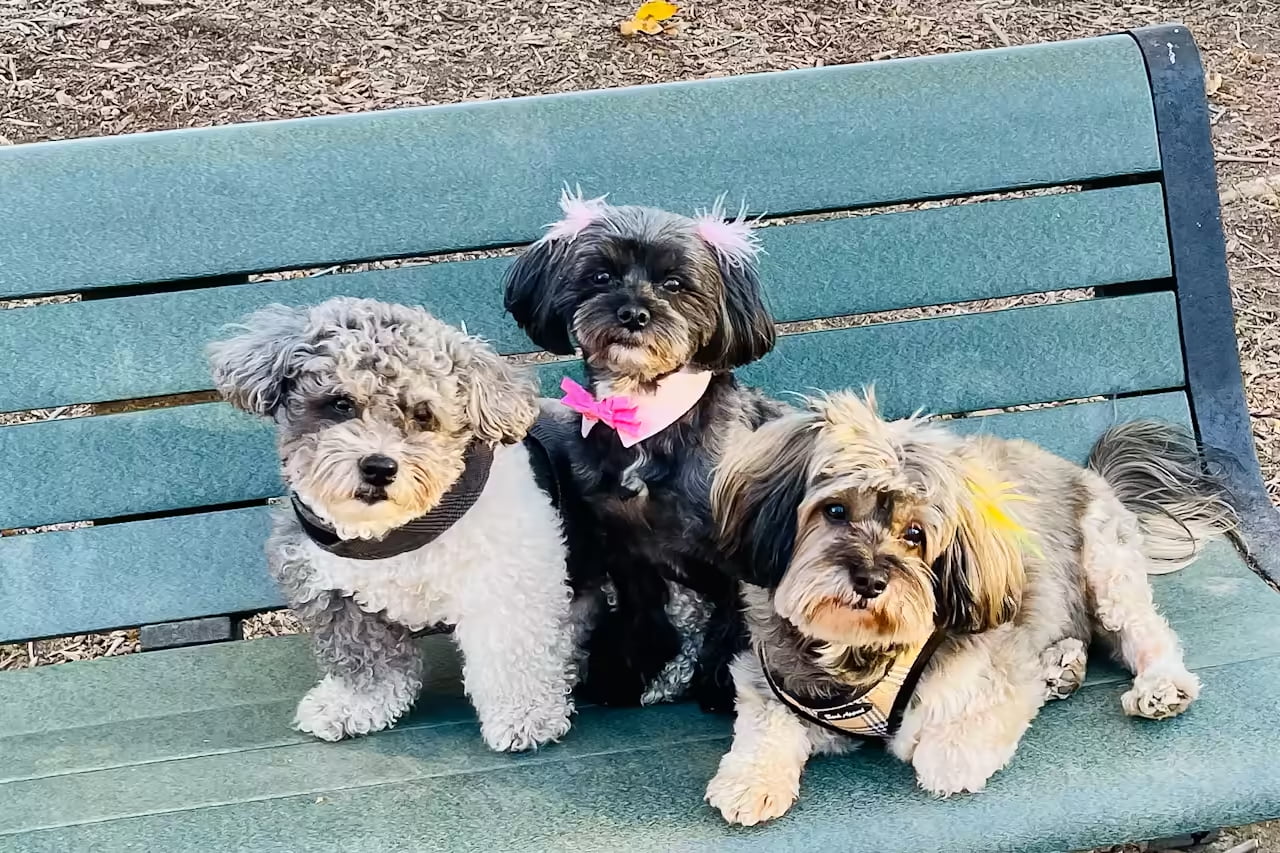 Tali David's three dogs on a bench