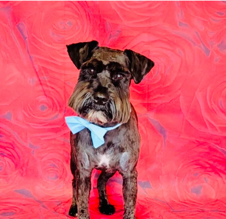 A Schnauzer in front of a red floral backdrop, sporting a light blue bow tie.