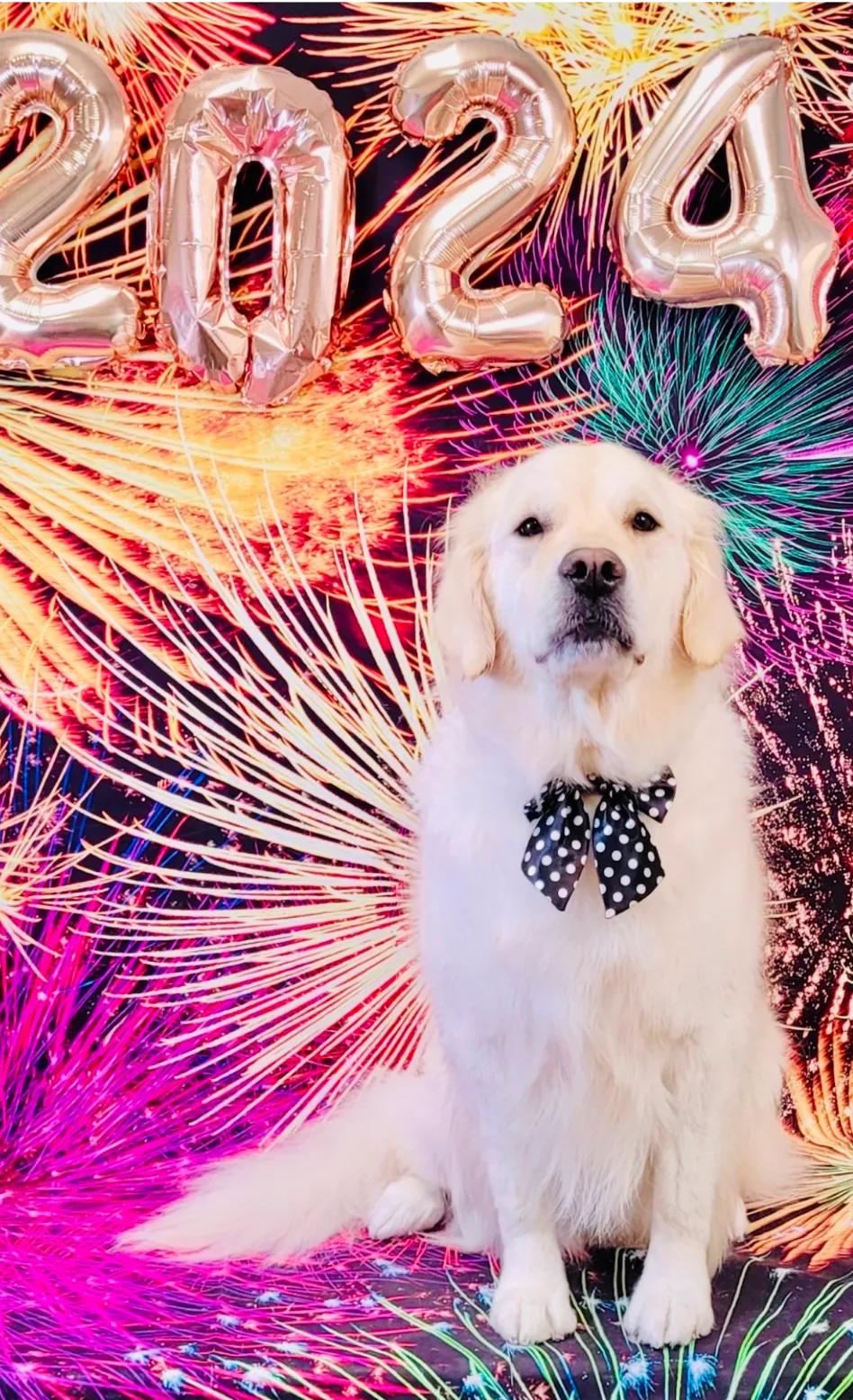 A Golden Retriever celebrating the New Year with a festive backdrop, wearing a black bow tie with polka dots, in front of shimmering balloons shaped as 2024 and colorful fireworks.