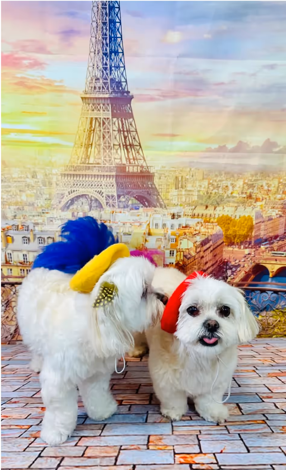 Two Maltese dogs in a Paris-themed photoshoot, one wearing a blue beret and the other wearing a red beret, with the Eiffel Tower backdrop.
