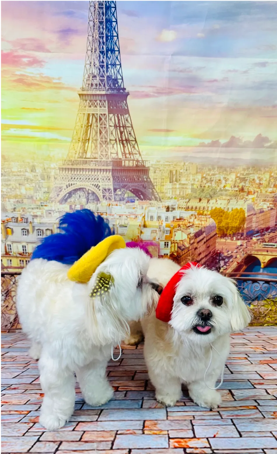 Two Maltese dogs in a Paris-themed photoshoot, one wearing a blue beret and the other wearing a red beret, with the Eiffel Tower backdrop.