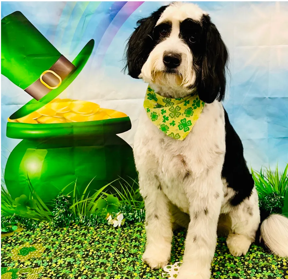 A Portuguese Water Dog posing for a Saint Patrick’s Day-themed photoshoot, wearing a green shamrock bandana next to a pot of gold and a green leprechaun hat.