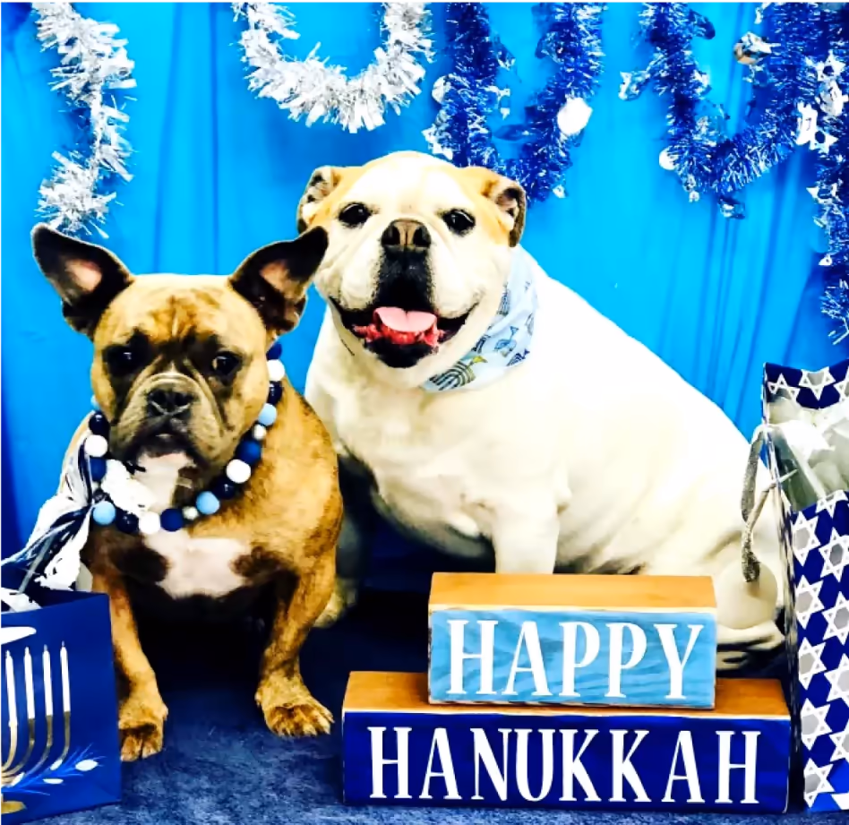Two Bulldogs posing for a Hanukkah-themed photoshoot, wearing blue and white necklaces and bandanas, with Happy Hanukkah blocks in front.
