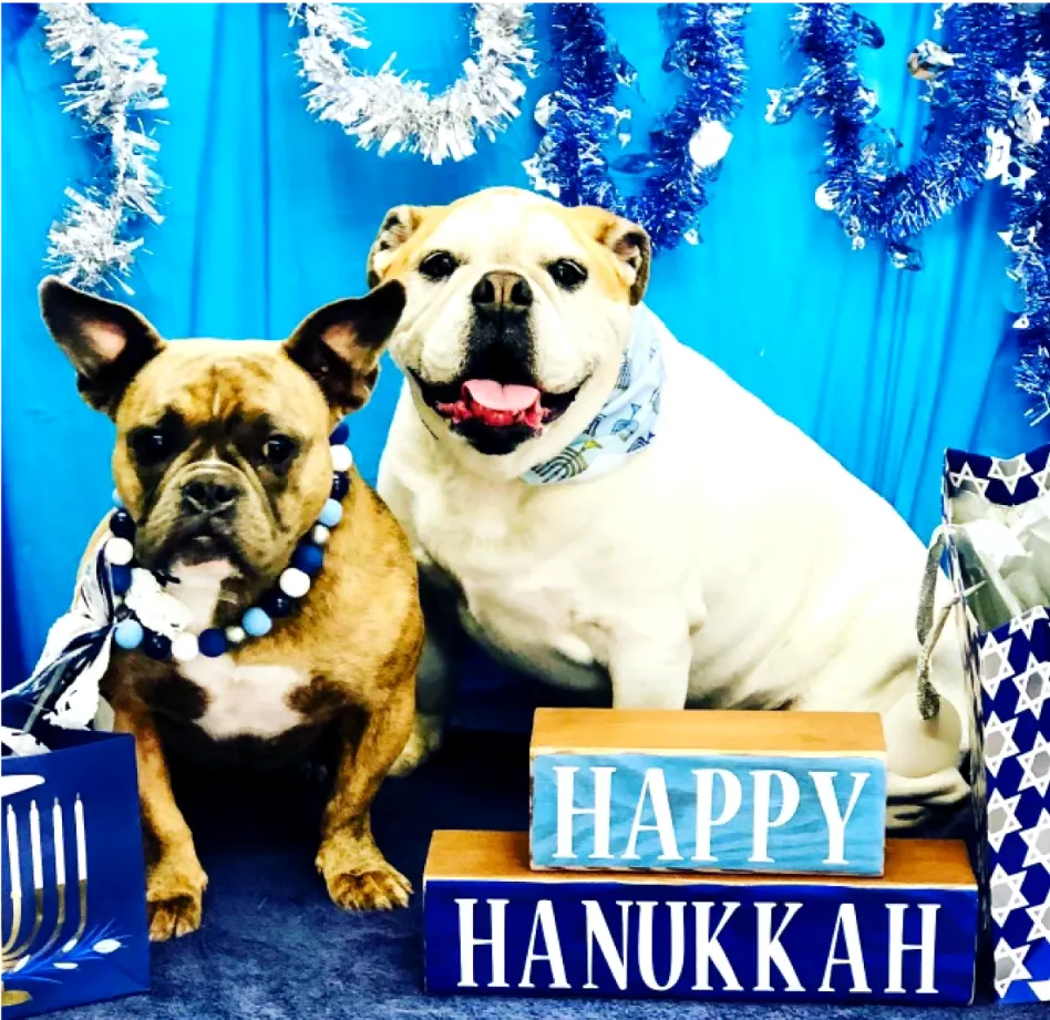 Two Bulldogs posing for a Hanukkah-themed photoshoot, wearing blue and white necklaces and bandanas, with Happy Hanukkah blocks in front.