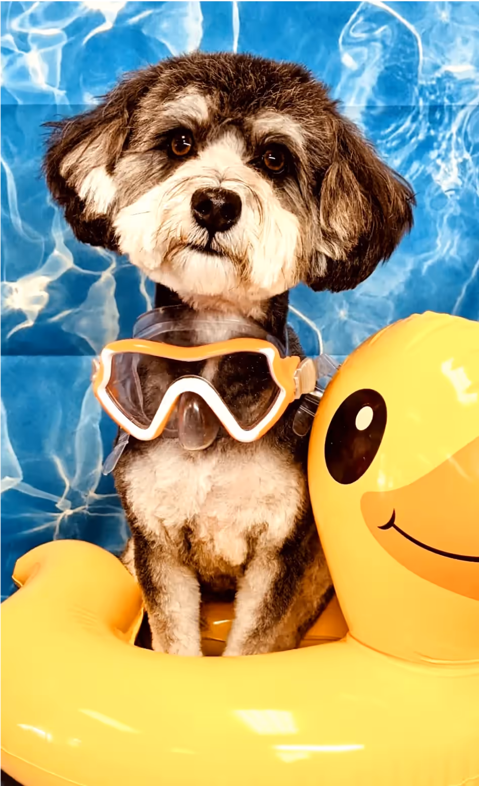 A Schnauzer dog with a grey and white coat posing for a pool-themed photoshoot. It’s wearing orange-rimmed goggles and sitting on a yellow inflatable with a smiley face design, against a blue water-like backdrop.