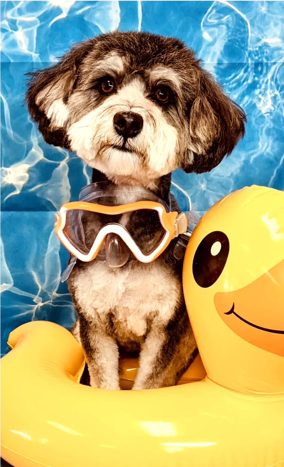 A Schnauzer dog with a grey and white coat posing for a pool-themed photoshoot. It’s wearing orange-rimmed goggles and sitting on a yellow inflatable with a smiley face design, against a blue water-like backdrop.