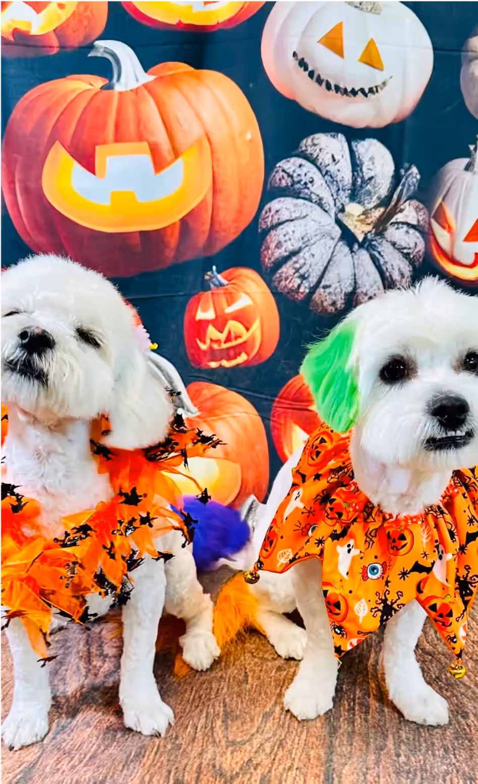 Two small, fluffy white dogs posing for a Halloween-themed photoshoot. They have dyed ears and tails. Groomed at Tali Tails.
