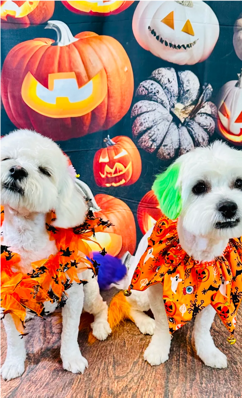 Two small, fluffy white dogs posing for a Halloween-themed photoshoot. They have dyed ears and tails. Groomed at Tali Tails.