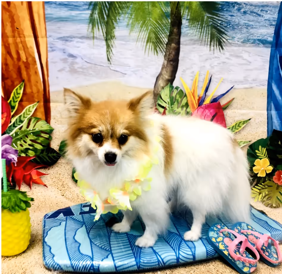 A Pomeranian posing for a tropical beach-themed photoshoot. The dog is standing on a blue surfboard with a lei around its neck, flanked by colorful flowers and beach props. Groomed at Tali Tails.