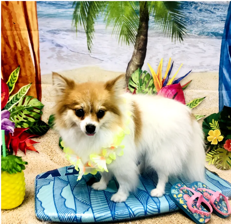 A Pomeranian posing for a tropical beach-themed photoshoot. The dog is standing on a blue surfboard with a lei around its neck, flanked by colorful flowers and beach props. Groomed at Tali Tails.