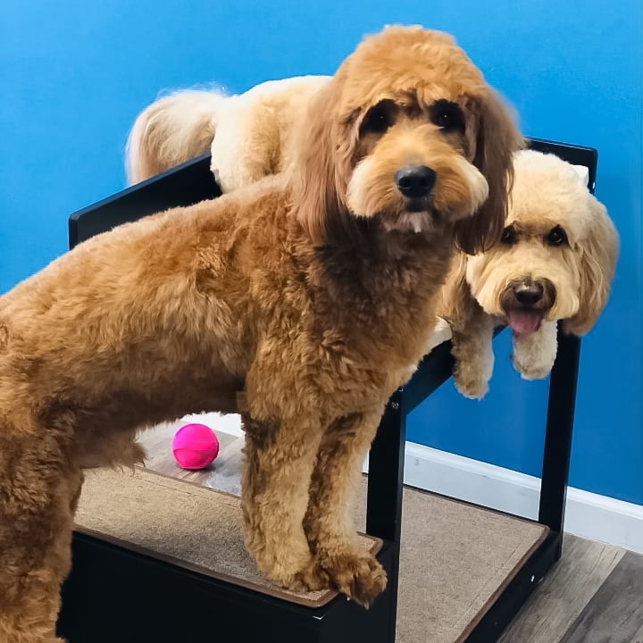 Two groomed Goldendoodles